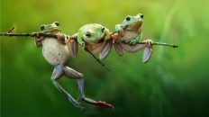 HR needs to focus on leadership and constant re-skilling at individual level