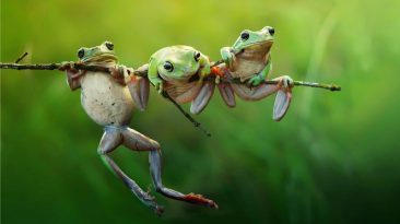 HR needs to focus on leadership and constant re-skilling at individual level