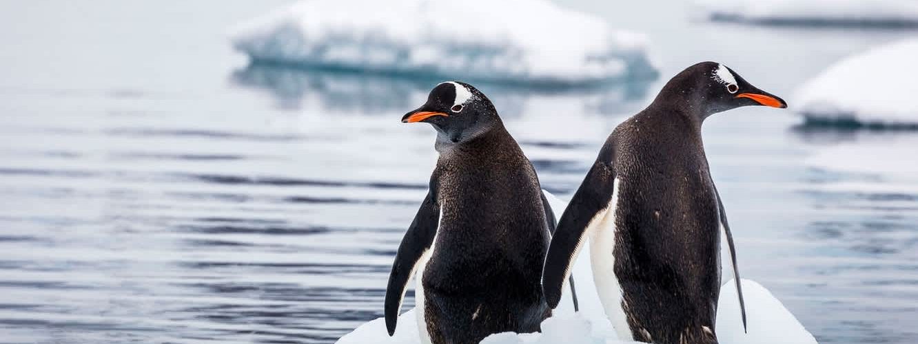 pingviny