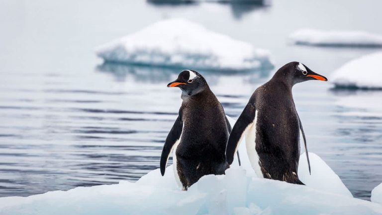 pingviny