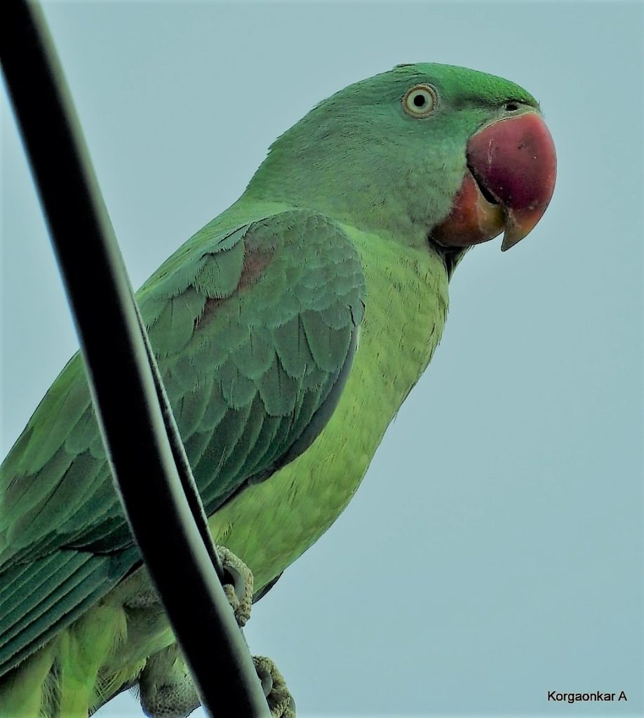 AditiKorgaonkar-Lulu1