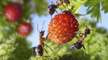 What Makes a Strong Leader