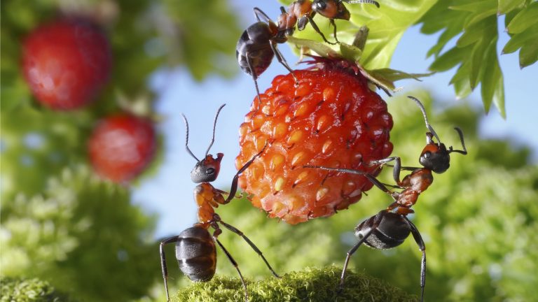 What Makes a Strong Leader