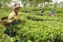 Tea factories workers exempted from working hours provisions in Assam