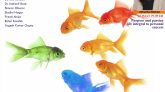 Diversity, Equity and Inclusion